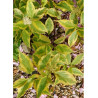 CORNUS alba GOUCHAULTII