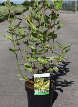 CORNUS alba GOUCHAULTII En pot de 3-4 litres