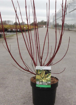 CORNUS alba GOUCHAULTII En pot de 3-4 litres