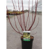 CORNUS alba GOUCHAULTII En pot de 3-4 litres