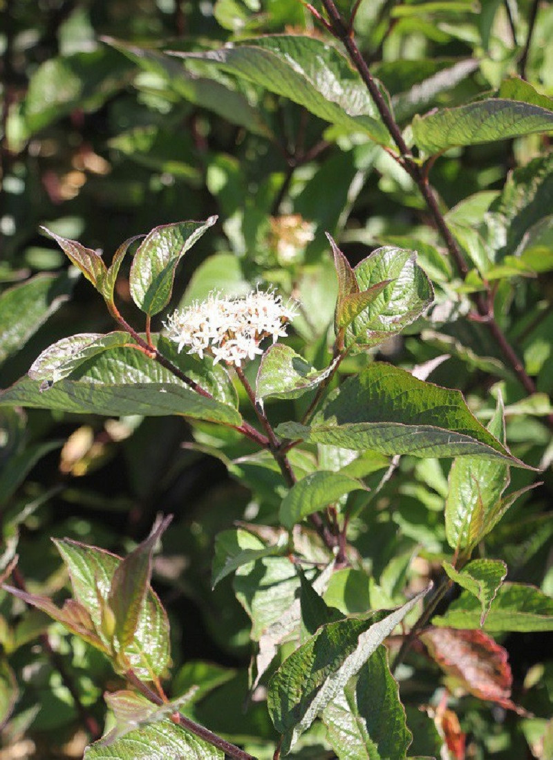 CORNUS alba KESSELRINGII
