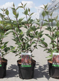 CORNUS alba KESSELRINGII En pot de 3-4 litres