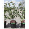 CORNUS alba KESSELRINGII En pot de 3-4 litres