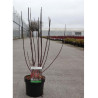 CORNUS alba KESSELRINGII En pot de 3-4 litres