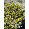 EUONYMUS japonicus BRAVO