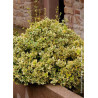 EUONYMUS fortunei EMERALD'N GOLD