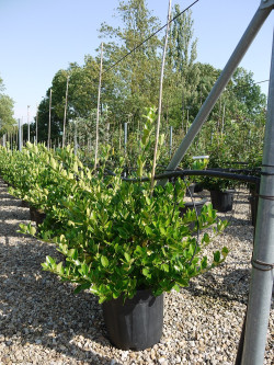 EUONYMUS japonicus En pot de 15-20 litres