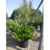EUONYMUS japonicus En pot de 15-20 litres