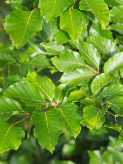 FAGUS sylvatica
