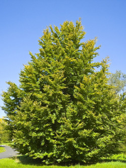 FAGUS sylvatica