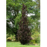 FAGUS sylvatica DAWYCK PURPLE
