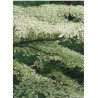 CORNUS alternifolia ARGENTEA