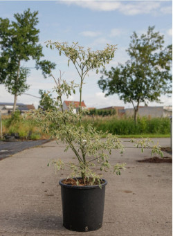 CORNUS alternifolia ARGENTEA En pot de 25-30 litres