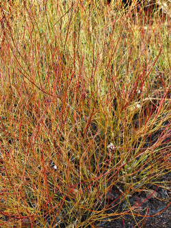 CORNUS sericea KELSEYI