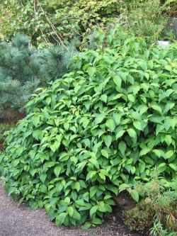 CORNUS sericea KELSEYI