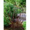 CORNUS sanguinea