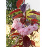 PRUNUS serrulata ROYAL BURGUNDY