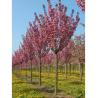 PRUNUS serrulata ROYAL BURGUNDY