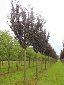 PRUNUS serrulata ROYAL BURGUNDY