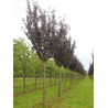 PRUNUS serrulata ROYAL BURGUNDY