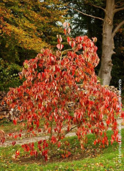 CORNUS EDDIE'S WHITE WONDER