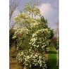 CORNUS EDDIE'S WHITE WONDER