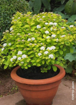 SPIRAEA betulifolia TOR GOLD