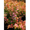 SPIRAEA betulifolia TOR GOLD