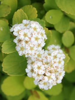 SPIRAEA betulifolia TOR GOLD