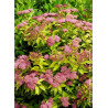 SPIRAEA japonica GOLDFLAME