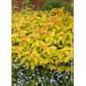 SPIRAEA japonica GOLDFLAME