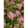 SPIRAEA japonica LITTLE PRINCESS