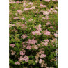SPIRAEA japonica LITTLE PRINCESS