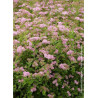 SPIRAEA japonica LITTLE PRINCESS
