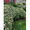 SPIRAEA japonica LITTLE PRINCESS