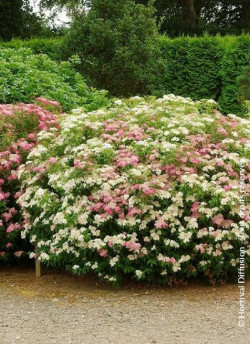 SPIRAEA japonica SHIROBANA