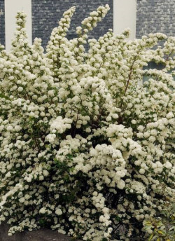 SPIRAEA vanhouttei