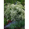 SPIRAEA vanhouttei