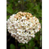 VIBURNUM CARLCEPHALUM