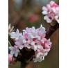 VIBURNUM BODNANTENSE DAWN