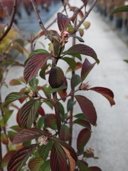 VIBURNUM BODNANTENSE DAWN