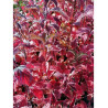 VIBURNUM BODNANTENSE DAWN