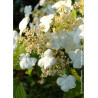 VIBURNUM plicatum LANARTH