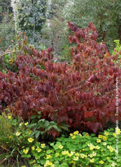 VIBURNUM plicatum LANARTH
