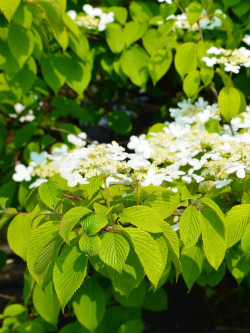 VIBURNUM plicatum LANARTH