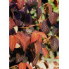 VIBURNUM plicatum MARIESII