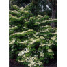 VIBURNUM plicatum MARIESII