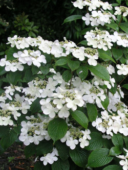 VIBURNUM plicatum MARIESII