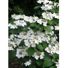 VIBURNUM plicatum MARIESII