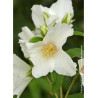 PHILADELPHUS BELLE ETOILE